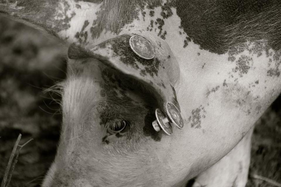 Petit Gite A La Ferme Villa Rosnay  ภายนอก รูปภาพ